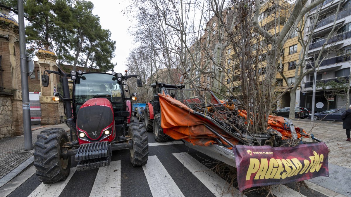 Los tractores han inundado el centro de Reus con avellanos muertos por la sequía.