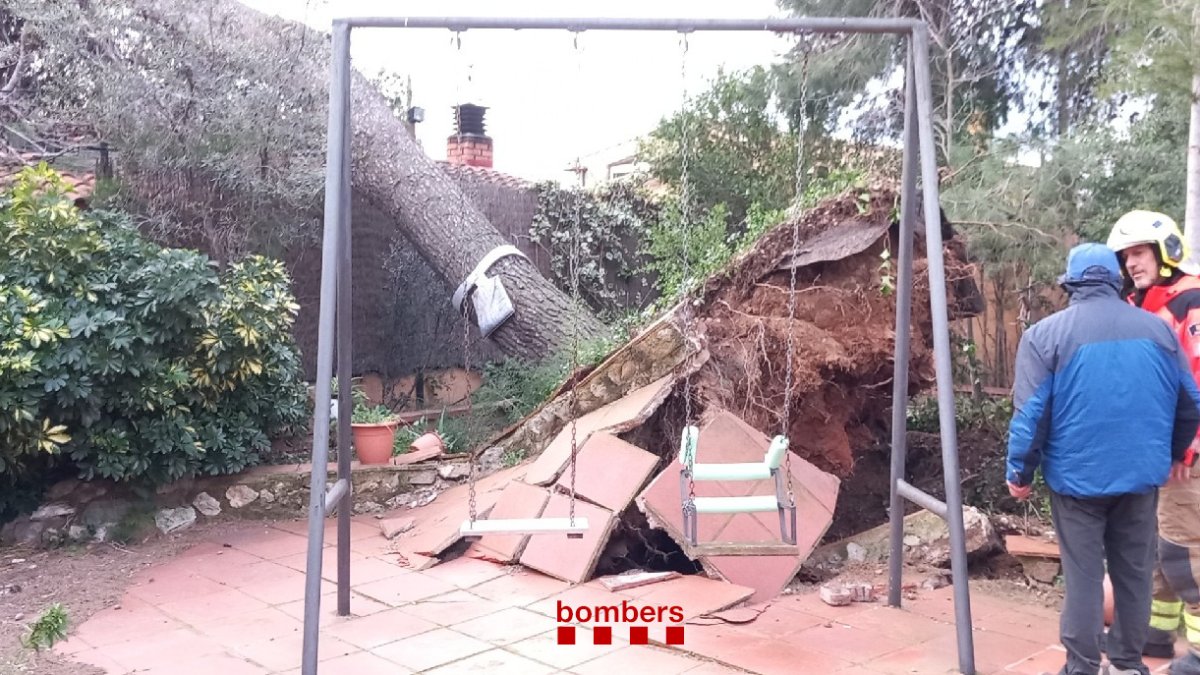 Árbol en el Camí del Burgar, en Reus.