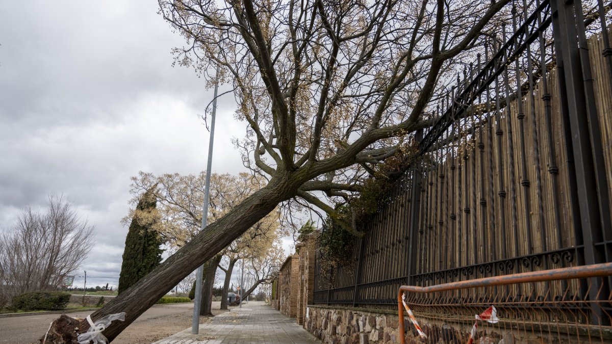 Un árbol tirado por el viento.