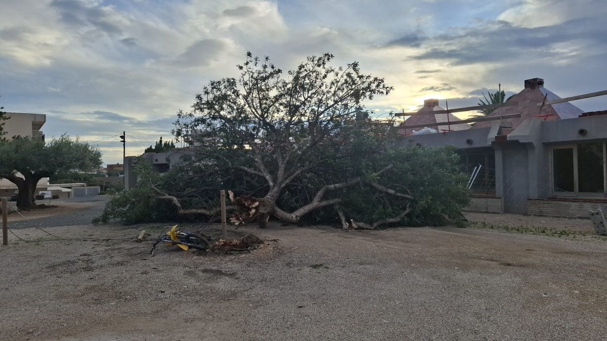 Uno de los árboles que se ha llevado por delante el vendabal en Vandellòs i l'Hospitalet.