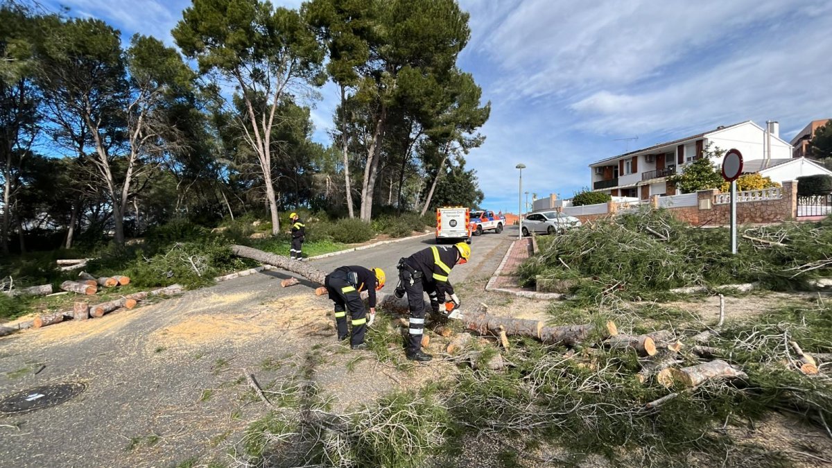 Algunos árboles han sucumbido a la fuerza del viento.