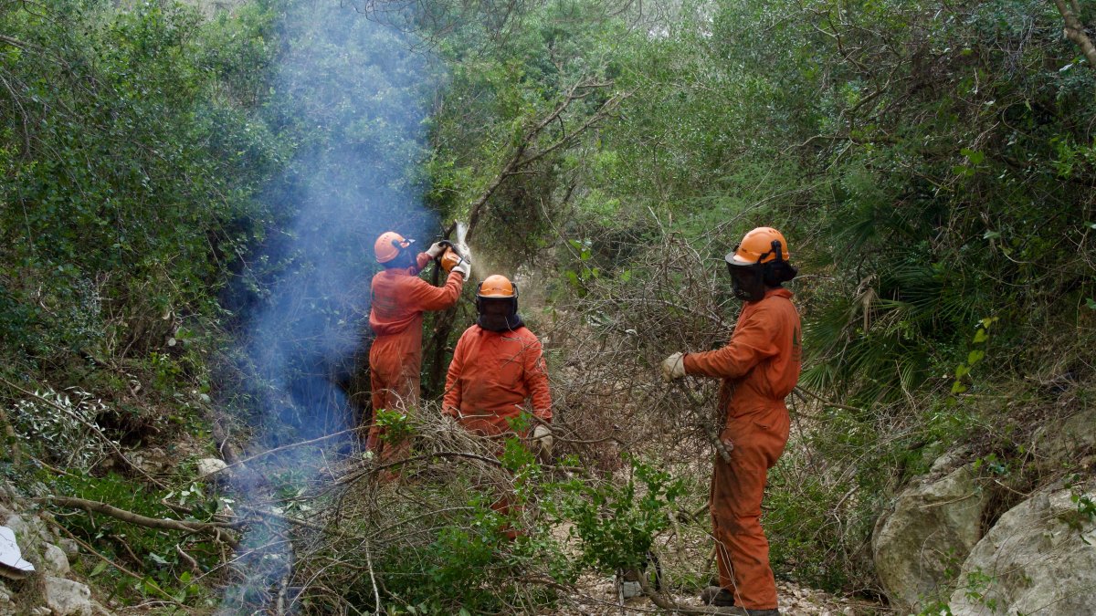 Neteja de la part alta del barranc del Llop, aquesta setmana a Alcanar.