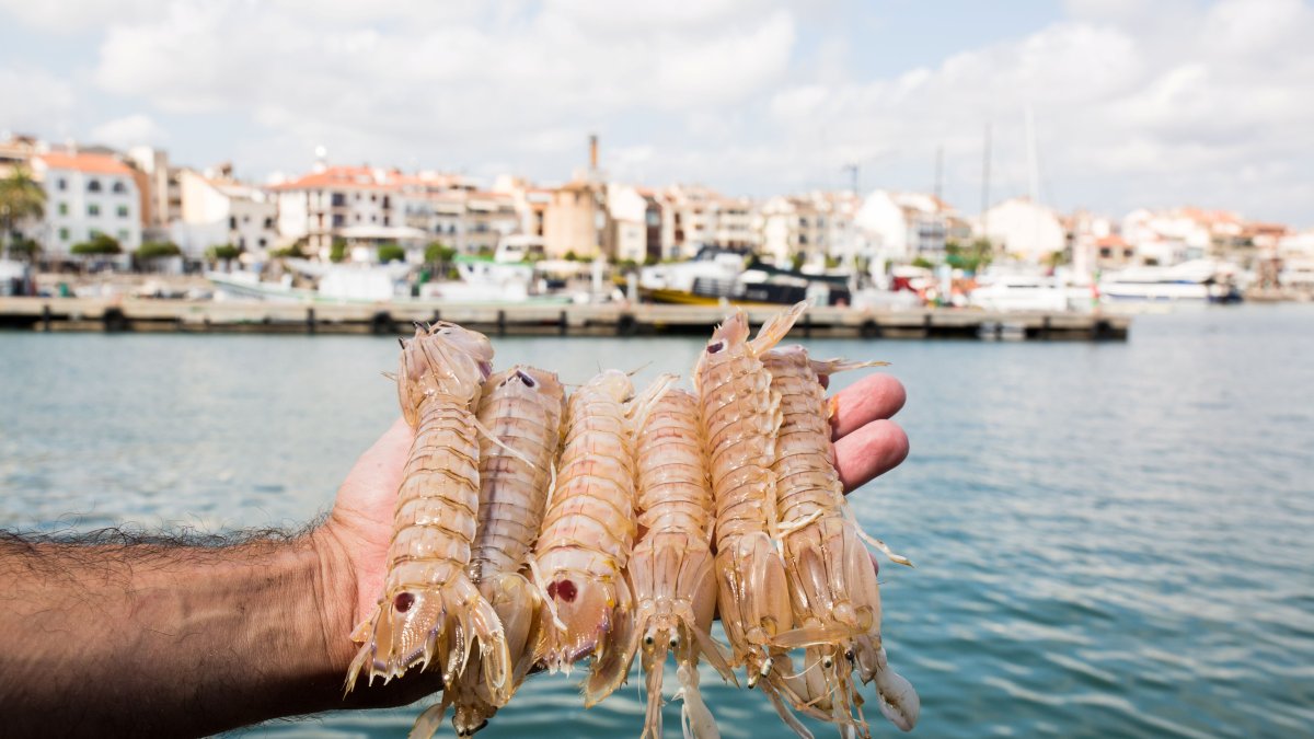 La galera es uno de los productos estrella de los pescadores de Cambrils.