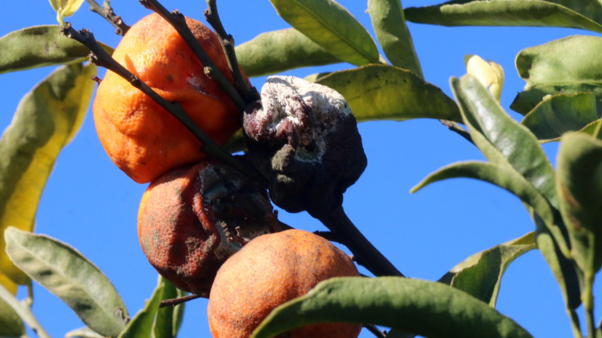 Mandarines en mal estat per culpa del temporal