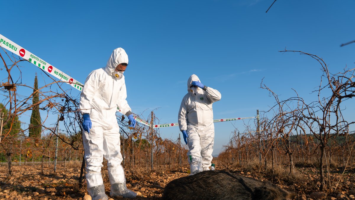 Dos agentes rurales observan un ejemplar de jabalí muerto
