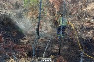 Bombers ha tenido que remojar el tronco de un arbol que humeaba en Xerta, en el perímetro del incendio de Paüls