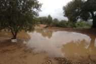 Imagen de archivo de un campo de olivos inundado, en el término de Rasquera