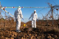Agentes rurales en un campo de viñedos con un jabalí muerto.