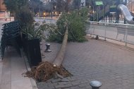 Árbol caído esta madrugada de sábado en Reus.