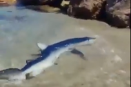 La tintorera apareció en una zona rocosa, muy cerca de la orilla, en la playa de L'Algar