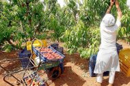 Un temporero recogiendo melocotones.