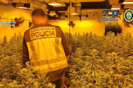 Imagen de una de las plantaciones de marihuana halladas por la Guardia Civil