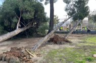 El temporal de viento ha provocado la caída de varios pinos en los jardines del Santuari de Misericòrdia.