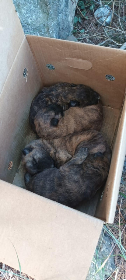 Los cuatro cachorros de perro se encontraron en una caja tirada en la riera de Riudecanyes.