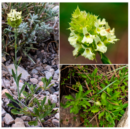 Sideritis royoi ( Lamiaceae): una nueva especie orófila de Tarragona