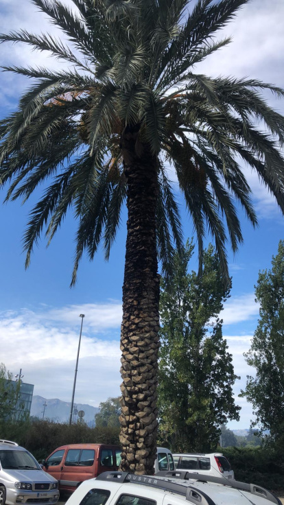 Palmera cremada a conseqüència d'una espurna de l'incendi.