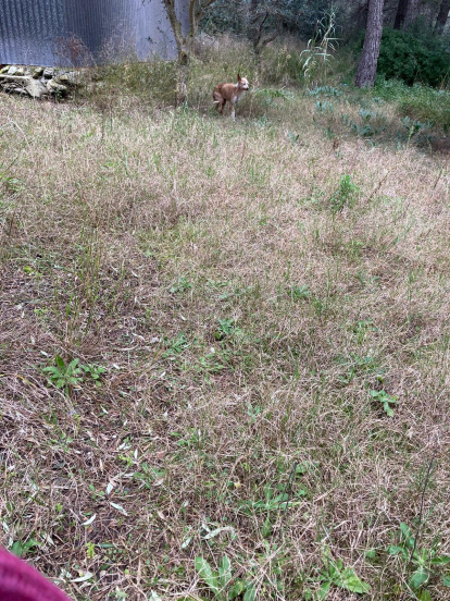 El podenco de Calafell rescatado con salchichas de frankfurt