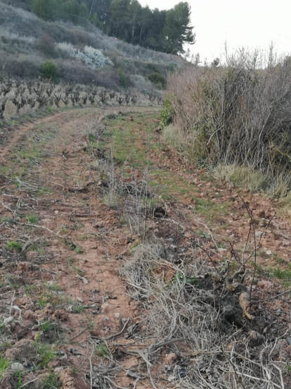 Los propietarios de la finca presentarán denuncia.