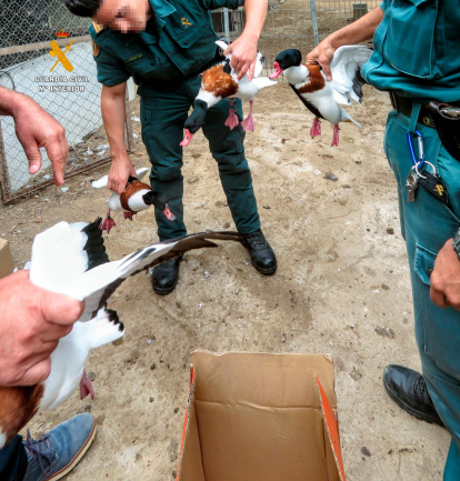 Los agentes incautaron 34 animales de diferentes especies.
