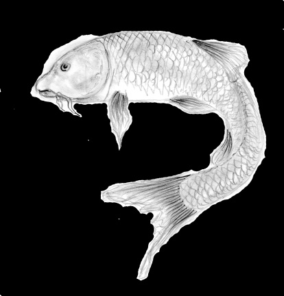 Barberà de la Conca. Il·lustració de David Granato El nom ve de barb, un peix humil, però saborós i abundant als rius, que els va salvar de la conquesta dels sarraïns.