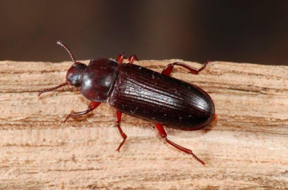 Ejemplar de ‘Tenebrio molitor’, escarabajo de la harina.