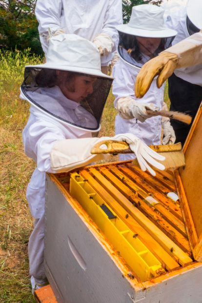 Los niños pueden participar directamente en la labor de observación de las abejas.