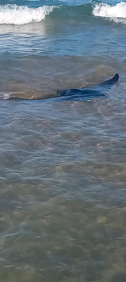 Bandera roja en la playa de La Pineda por la aparición de una mantarraya gigante