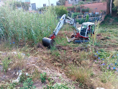 Trabajos de retirada de las cañas en Calafell.
