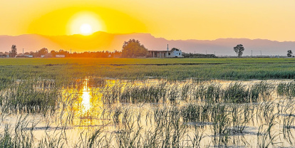 Atardecer en los arrozales.