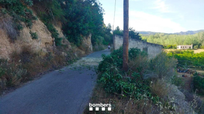 El camí obert amb el garrofer ja tallat.