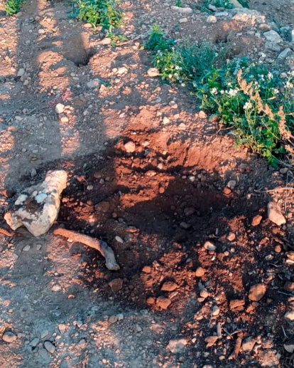 El agujero donde estaban los cachorros.