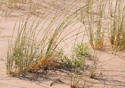 El Elymus fractus ya crecido retiene la arena desplazada por el viento. Imagen de archivo.