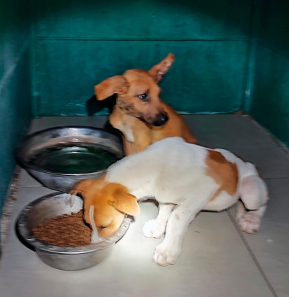 La policía asegura que ambos presentaban síntomas de abandono y estaban muy desnutridos.