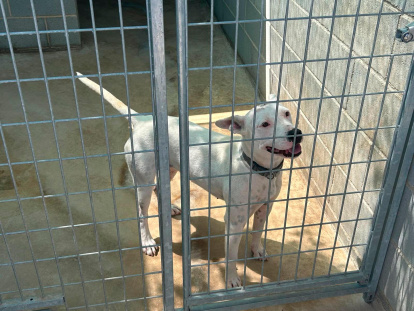 El objetivo es localizar al dueño y la adopción.