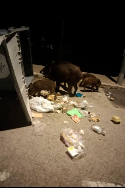 Los animales vuelcan los contenedores para buscar comida.