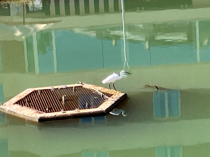 Una garceta común en la riera de Calafell.