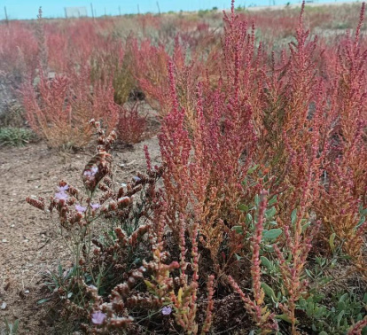 La salicornia gana intensidad rojiza a medida que avanza el otoño.