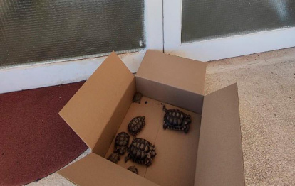 Cajas con tortugas en las puertas del CREAC.