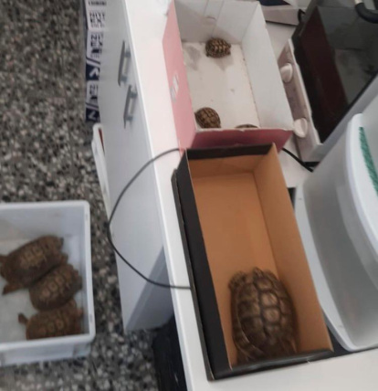 Tortugas llevadas a Calafell.