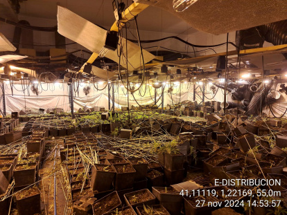 La plantación de marihuana que se ha desmantelado.