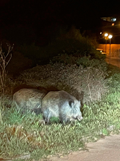 Jabalíes en Nou Vendrell.