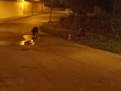 Un jabalí bebe de un charco en la urbanización.