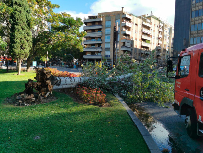 Dos dotaciones de bomberos están cortando a trozos el árbol.