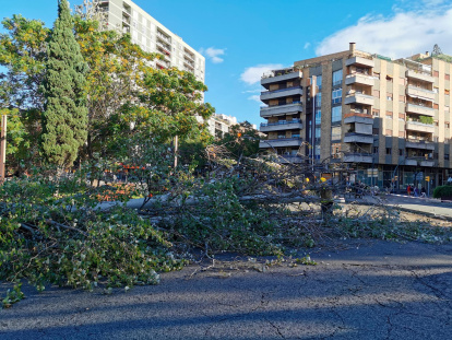 El árbol ocupa todos los carriles de circulación.