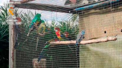 Las aves exóticas son algunos de los animales que se importan de forma ilegal.