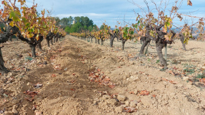 Algunas cepas son irrecuperables.