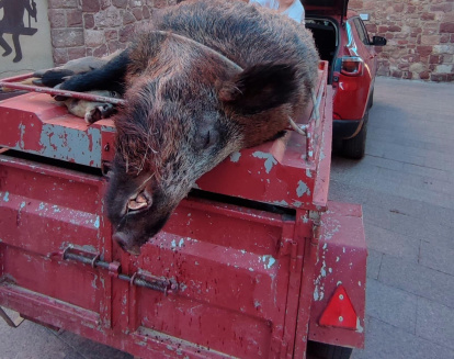 El ejemplar trasladado de las montañas a la sede de los cazadores.