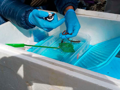 Los tritones se han liberado el llegar aun tamaño de supervivencia.