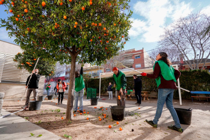 Voluntarios de la entidad ‘Espigoladors’ recolectando naranjas en Torredembarra.