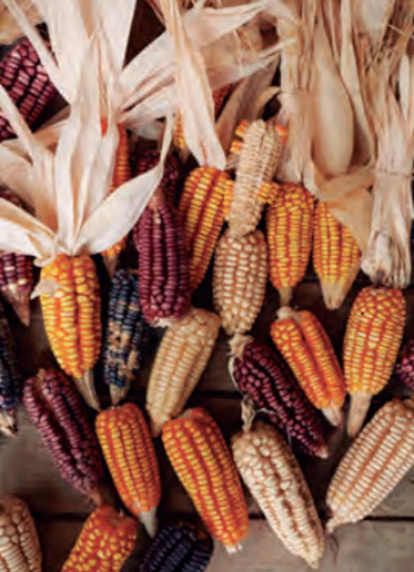 Para Chávez el maíz representa la cocina mexicana.